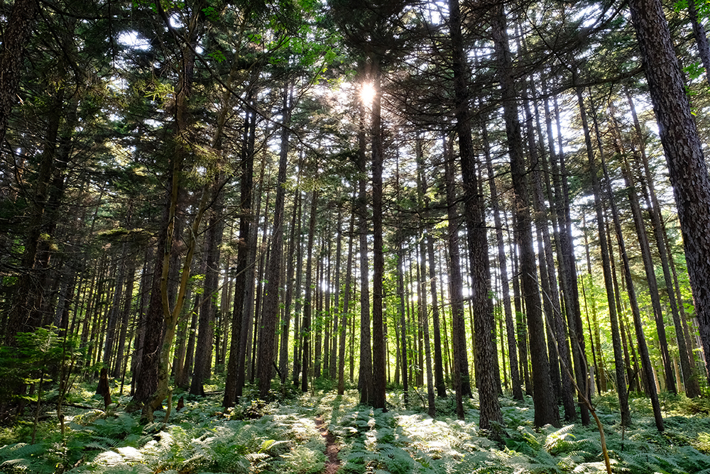 阿寒摩周国立公園内に、北海道の針葉樹をテーマにしたコンセプトショップが誕生。