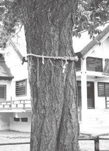 歴史写真館NO.96　樹齢200年 弟子屈神社の桜